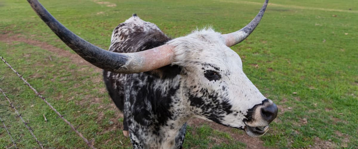 A cow with long horns in a grassy field.