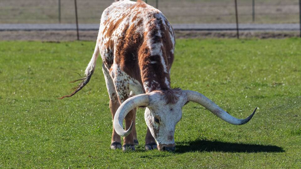 Texas Longhorn grazing grassy pasture in Henrietta, Texas.