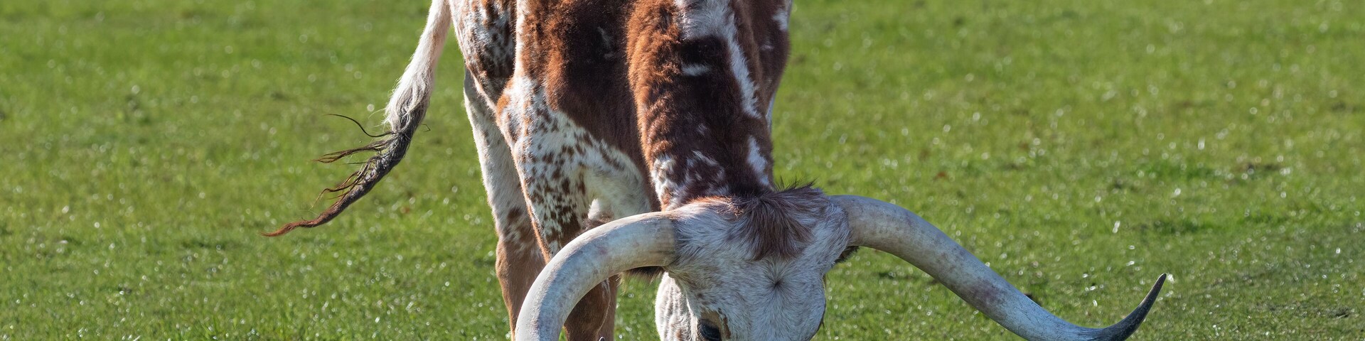Una vaca pastando en un campo cubierto de hierba, con una cerca al fondo.