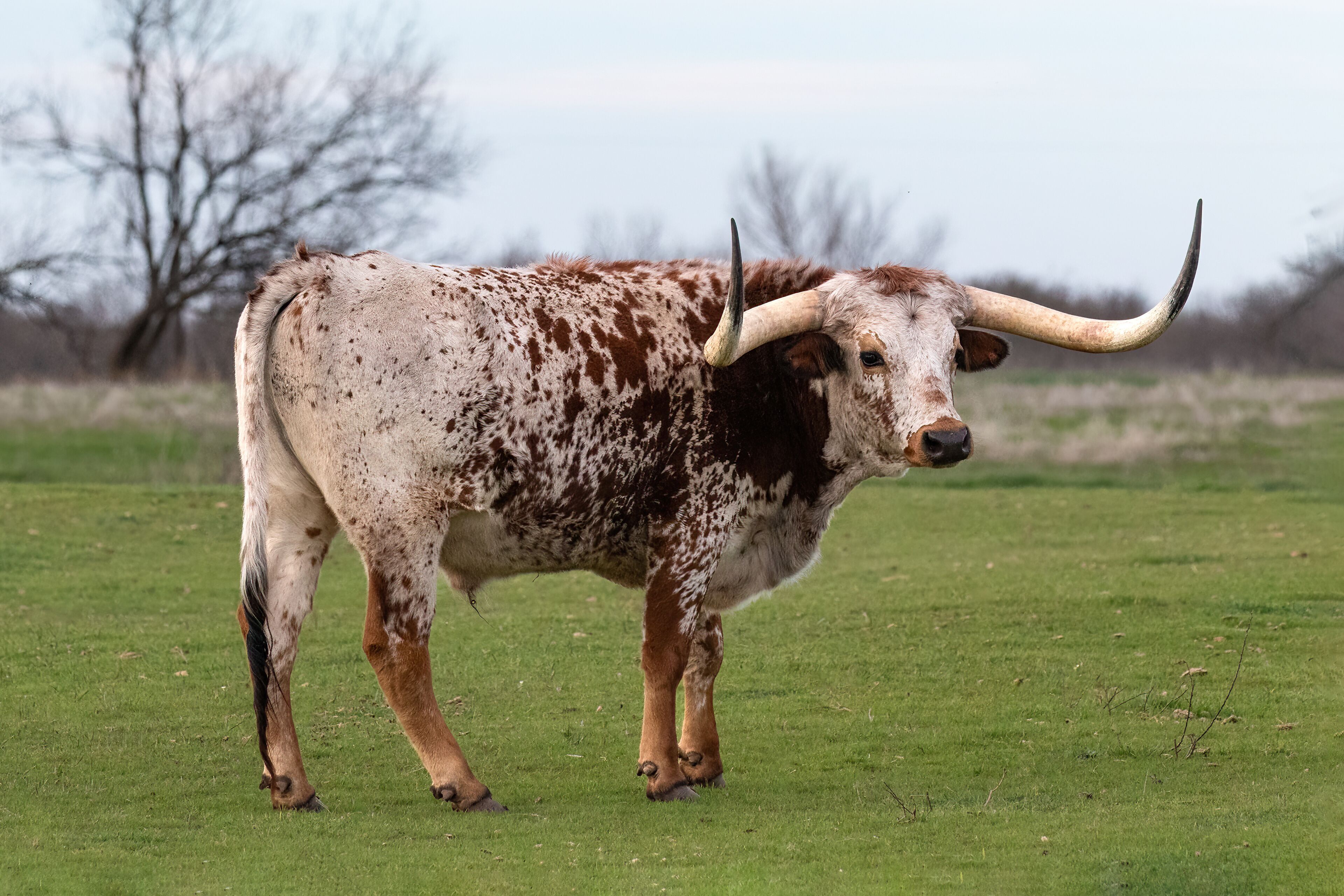 Texas Longhorn with red and white mottled coat. Standing in green pasture, facing camera. Clouds and trees in background. Henrietta, Texas.
