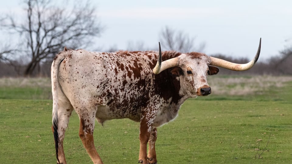 Texas Longhorn with red and white mottled coat. Standing in green pasture, facing camera. Clouds and trees in background. Henrietta, Texas.