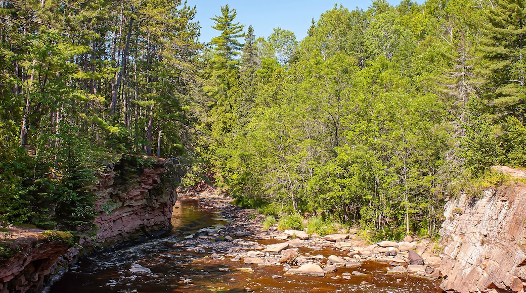 river in the forest