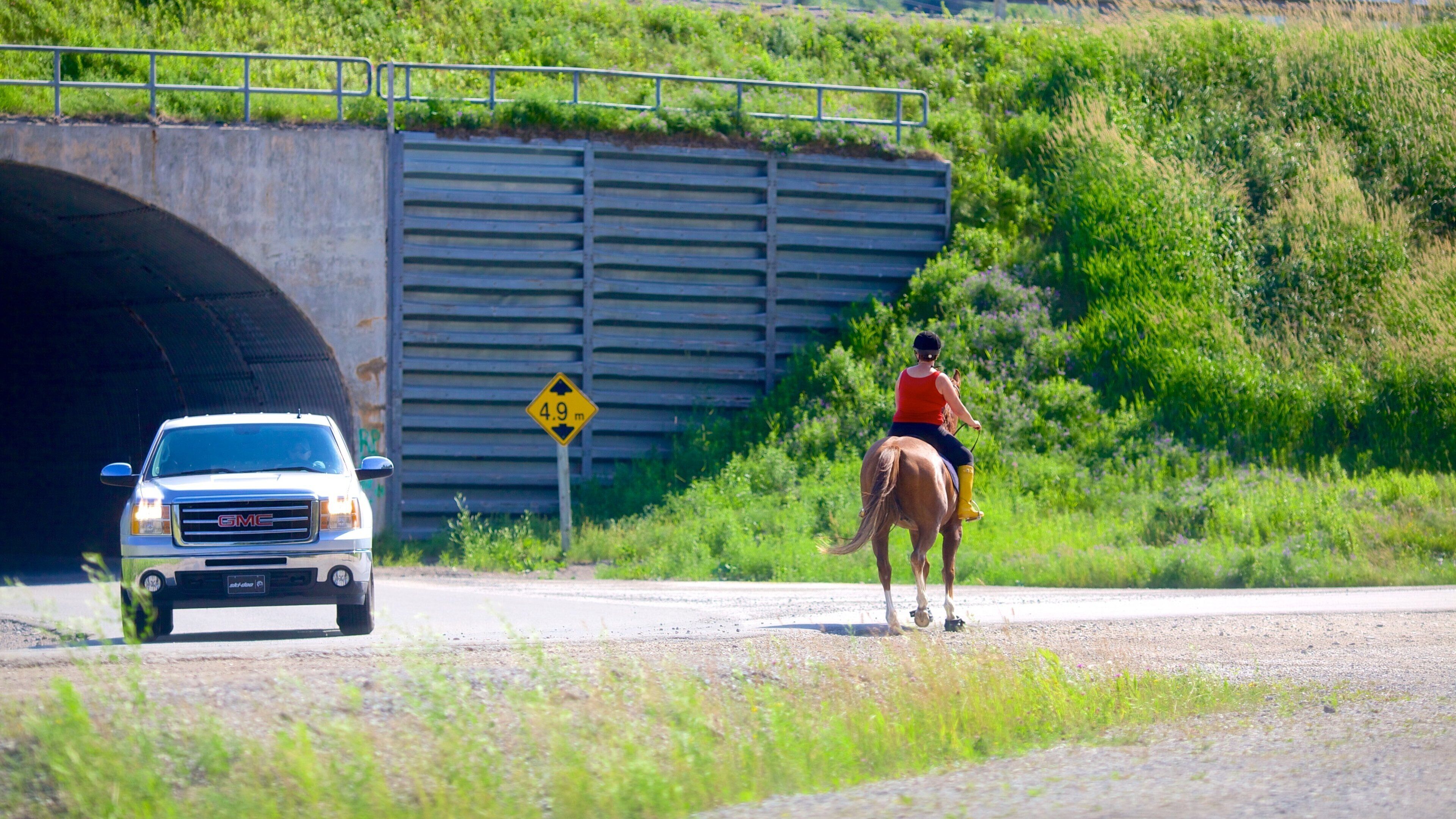 Humber Valley showing land animals and horseriding