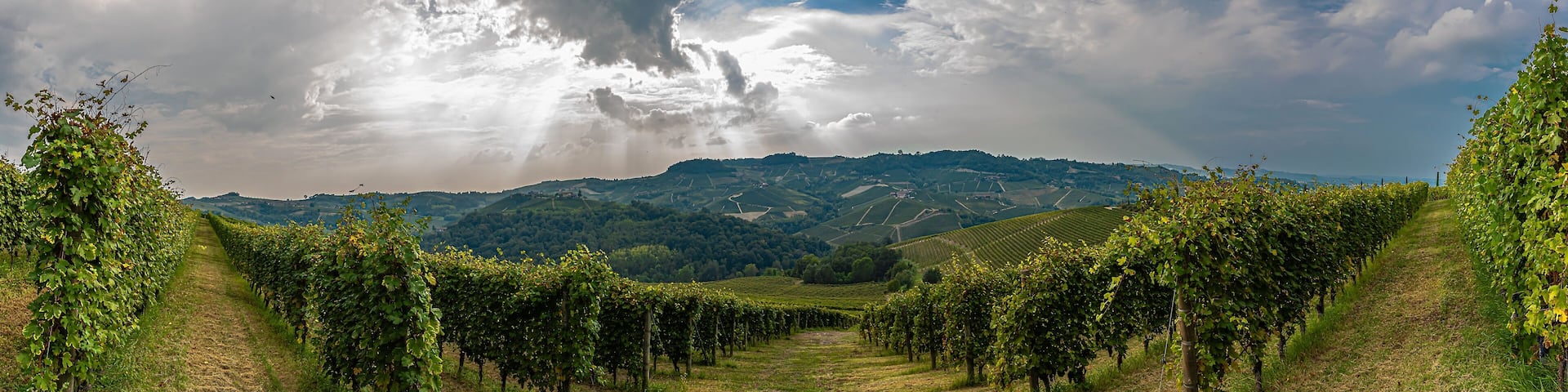 Le colline delle Langhe, patrimonio dell’Umanità dell’Unesco nella stagione della vendemmia