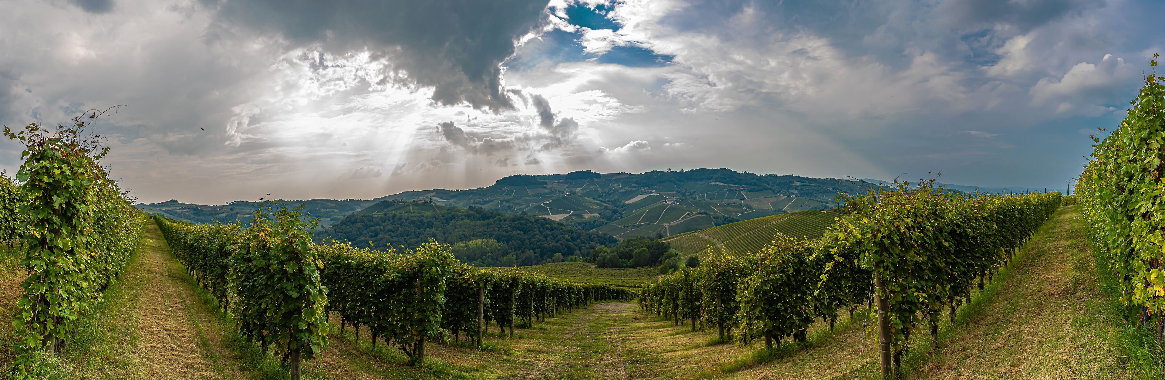 A vineyard with rows of grapevines under a cloudy sky.
