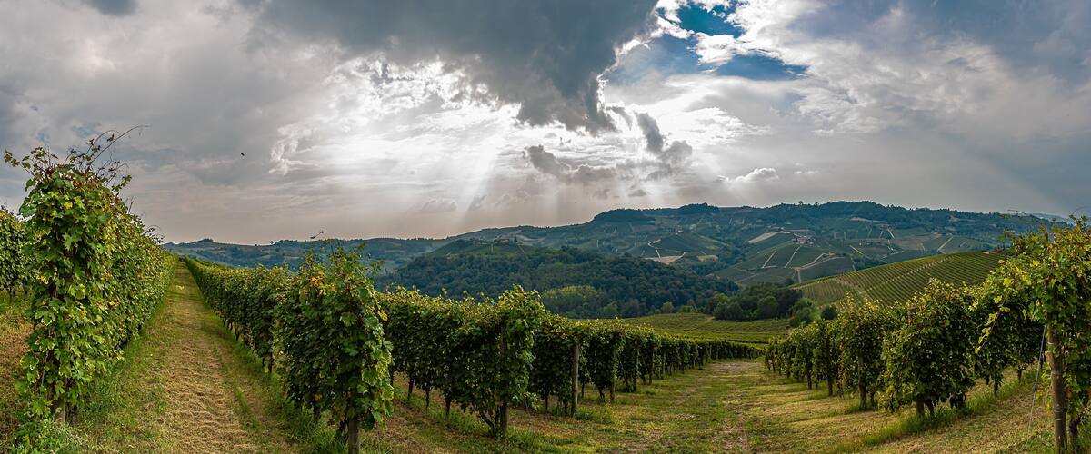 A vineyard with rows of grapevines under a cloudy sky.