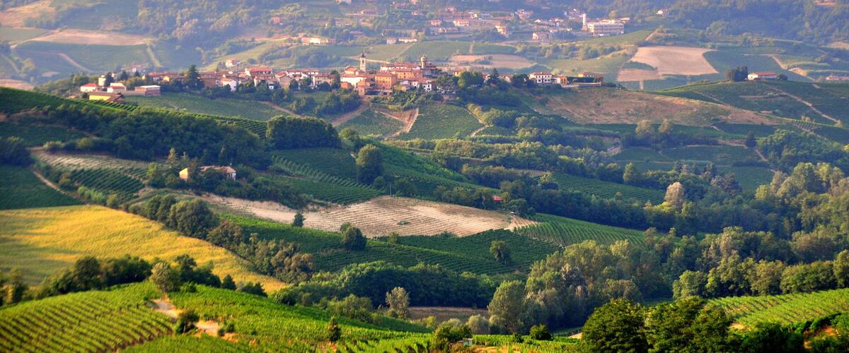 A vineyard with rows of grapevines, a town in the background, and rolling hills.