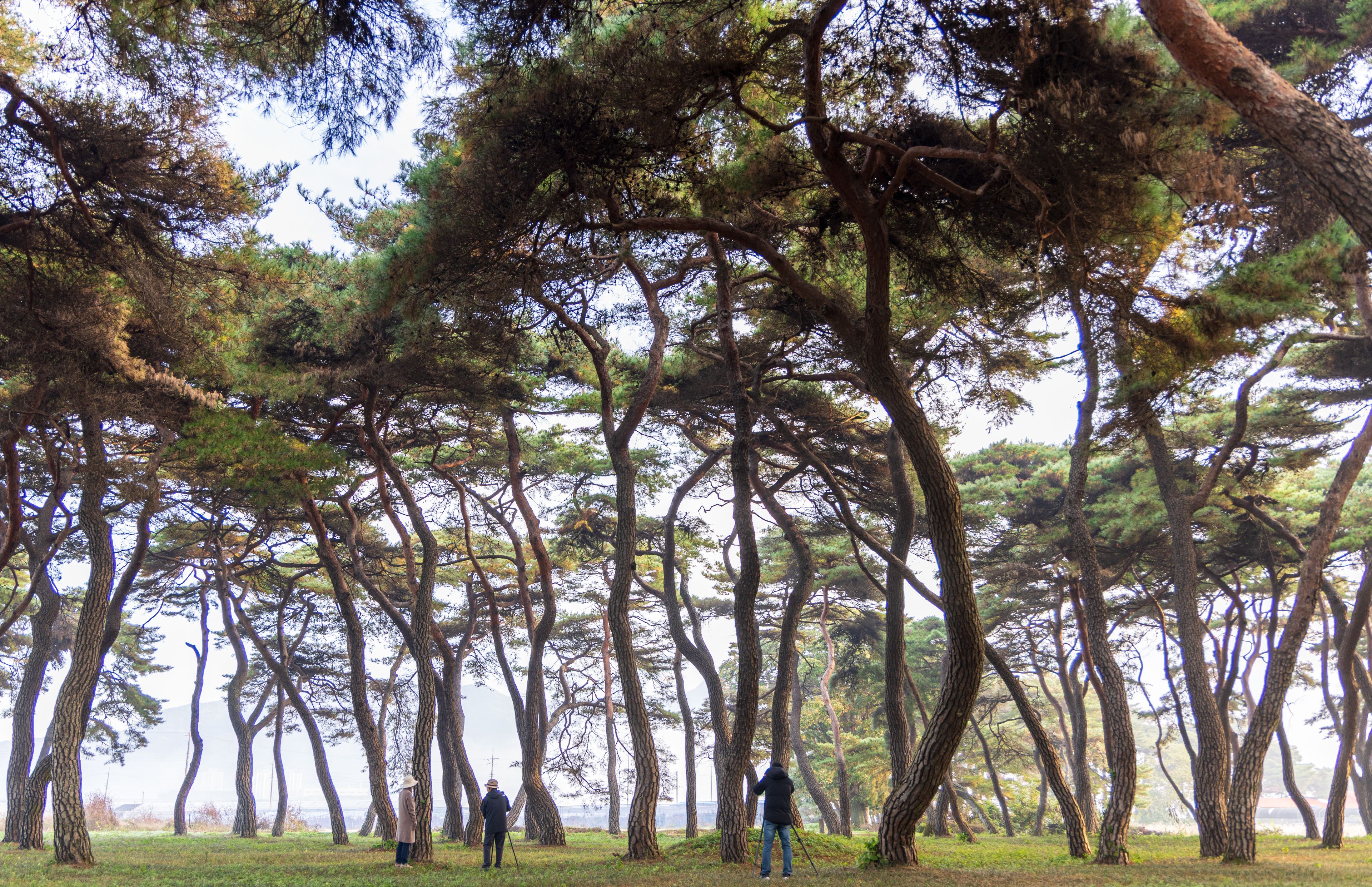 Cheongju