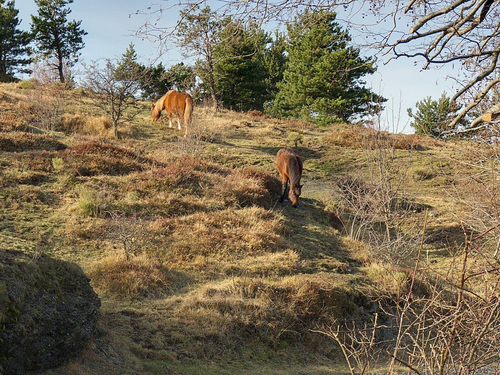 Coppia di cavalli al pascolo
