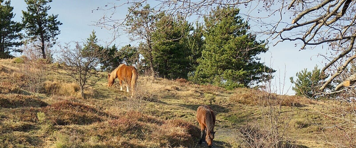 Coppia di cavalli al pascolo