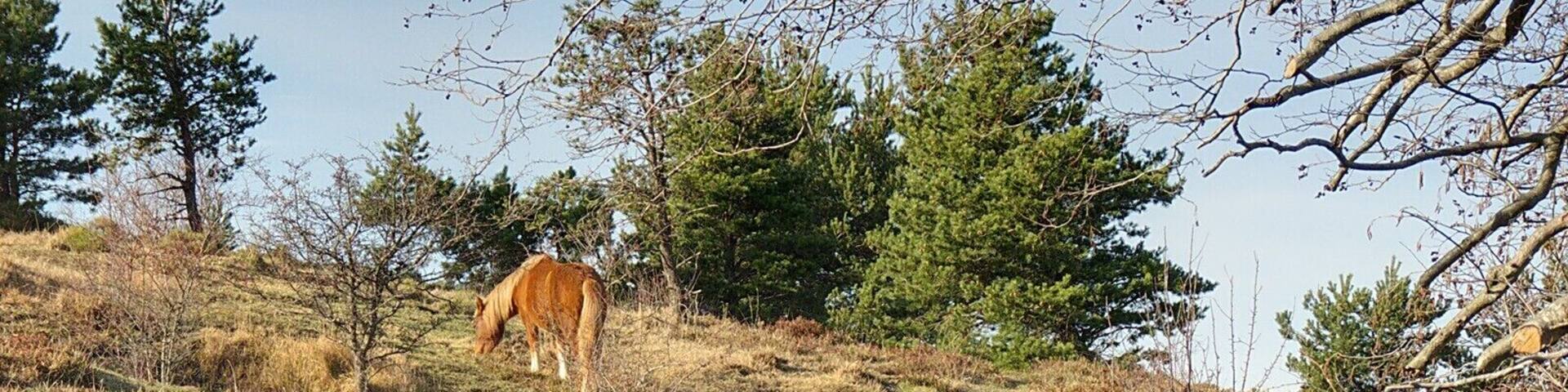 Coppia di cavalli al pascolo