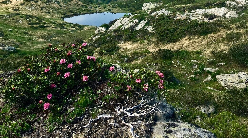 #alps #lake #trekking #nature #green #spring #mountains #maddalene #valdinon #trentino #italy