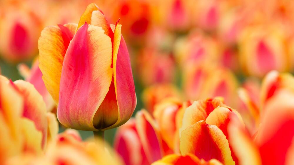 Dutch tulips
