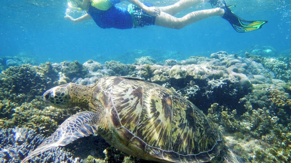 A diver swimming near a sea turtle and coral reef.