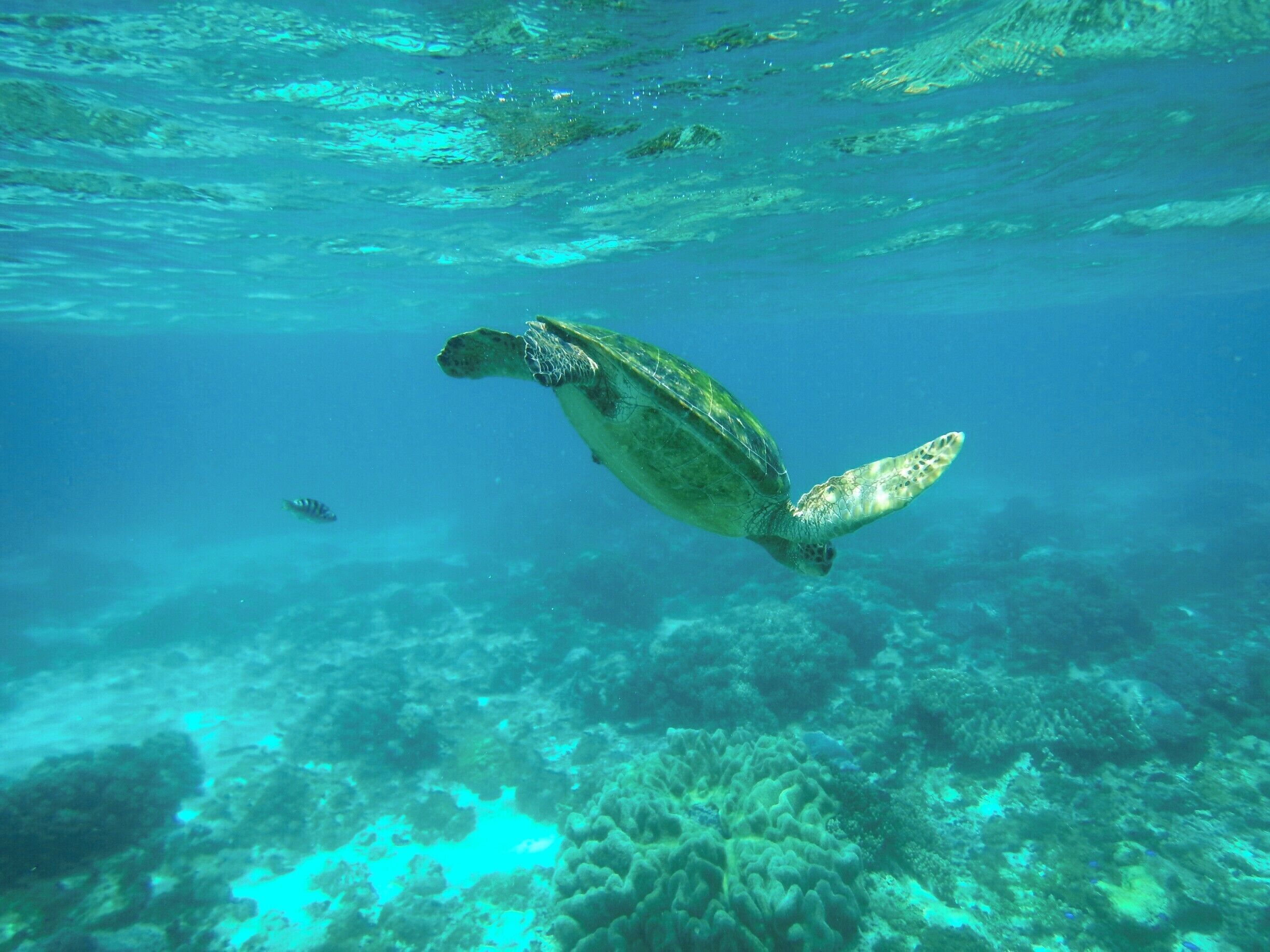Swimming with sea turtles on Apo Island. #apo #island #siquijor #philippines #seaturtles