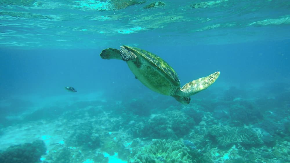 Une tortue de mer nageant sous l’eau, avec des récifs coralliens en arrière-plan.