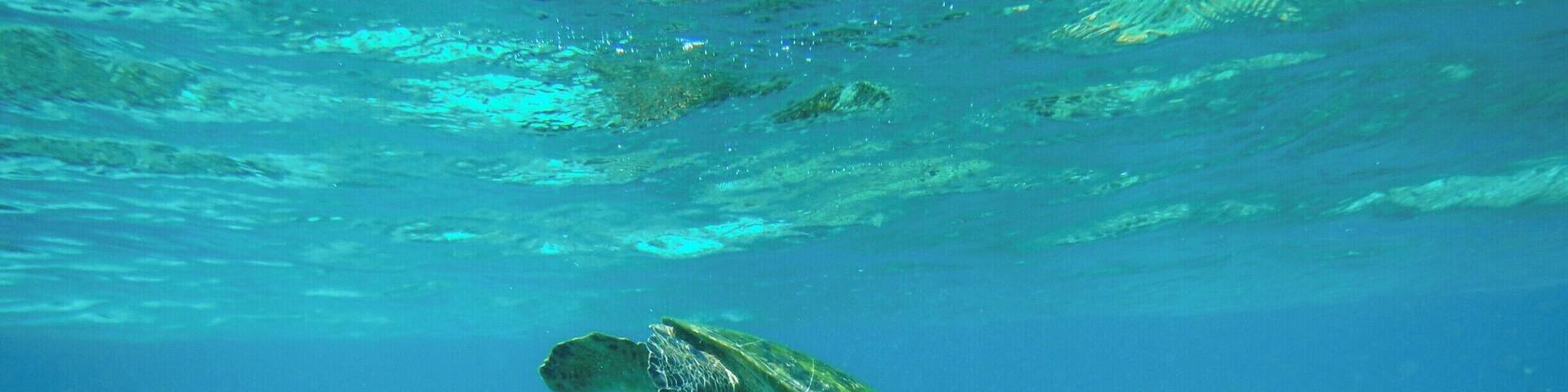A sea turtle swimming underwater with coral reefs in the background.