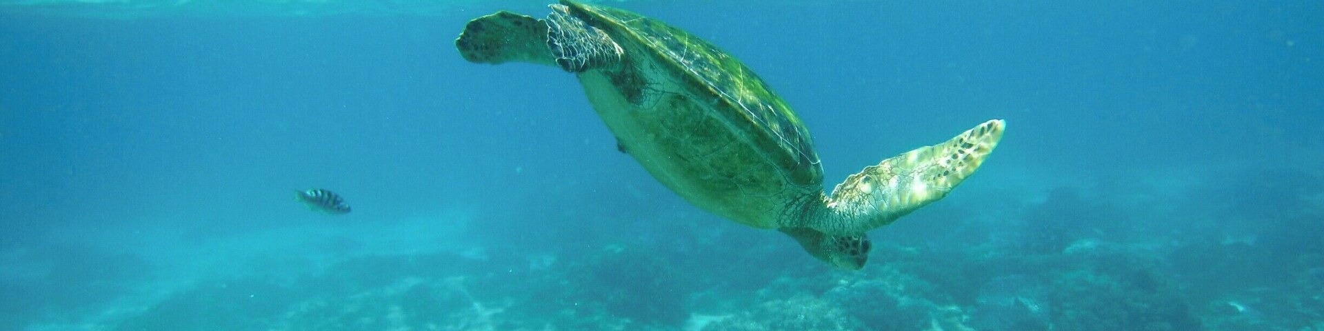 Una tortuga marina nadando bajo el agua, con arrecifes de coral al fondo.