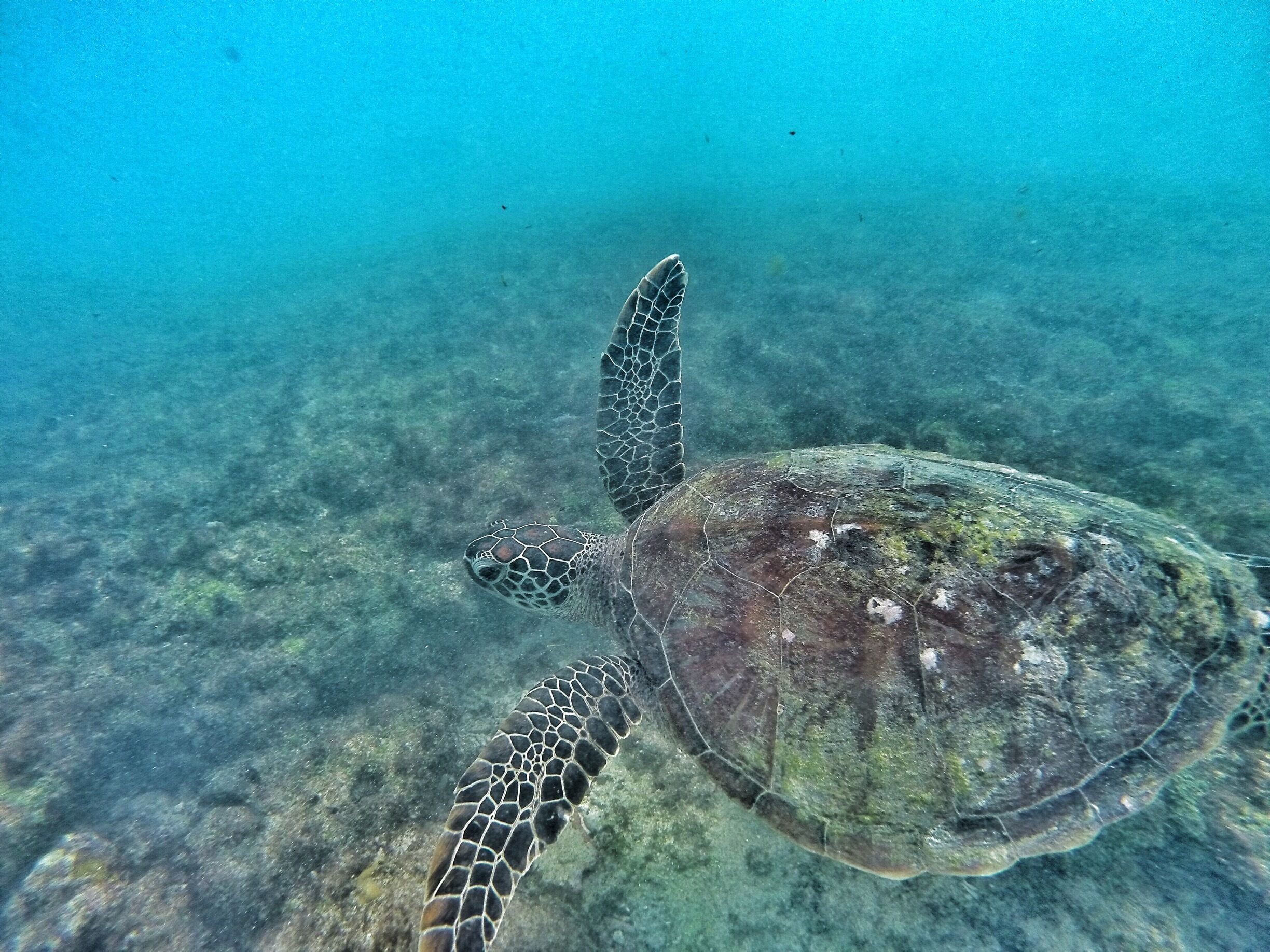 New found snorkeling buddy.
