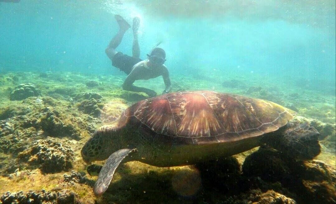 A diver swimming near a sea turtle in a coral reef.