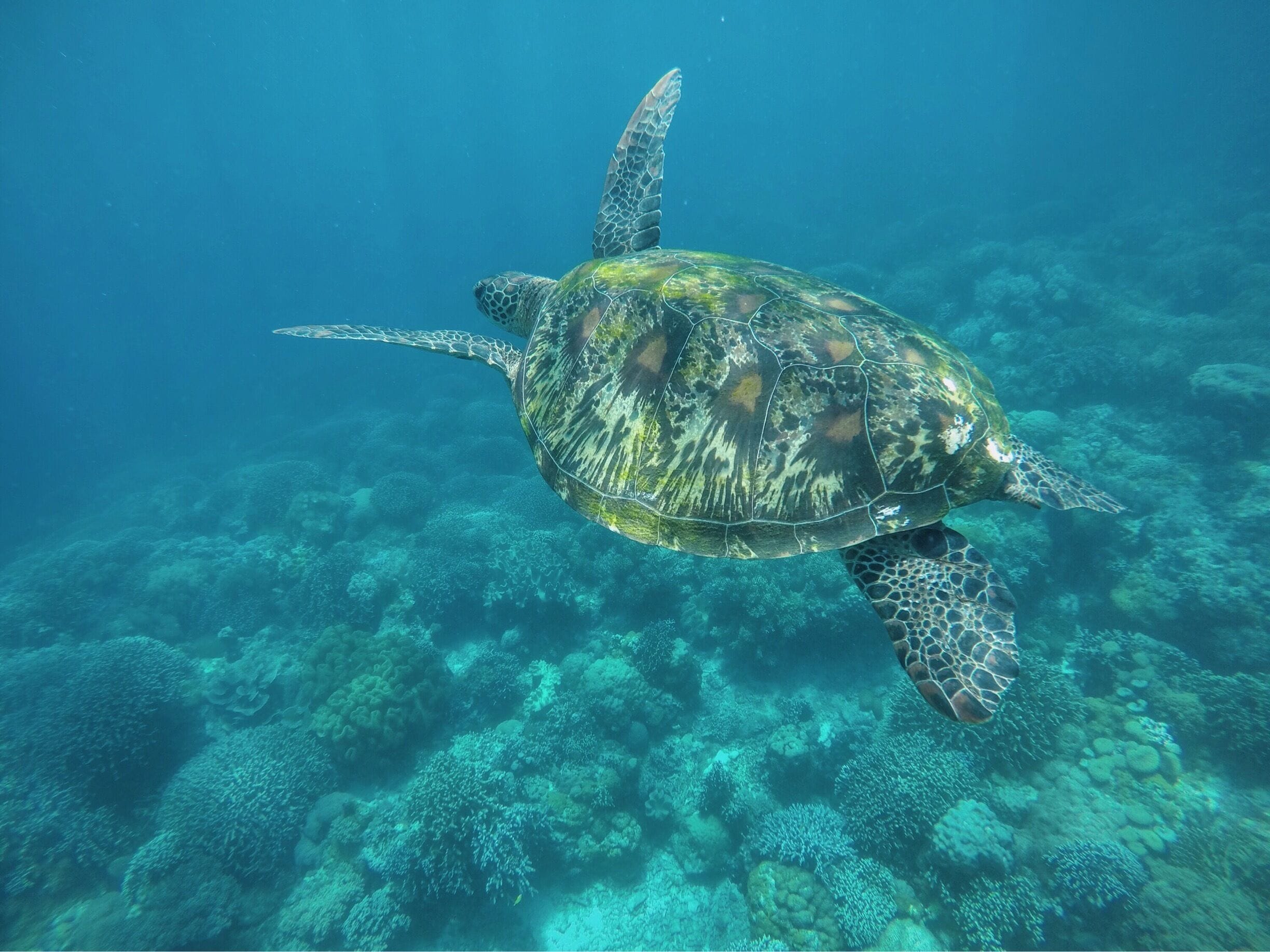 Apo Island is a mere 1 hour boat ride away from Dauin in Negros, Philippines. A popular spot for divers and snorkelers for the abundance if sea turtles in its deep blue 💙

#blue #travel #philippines #diving