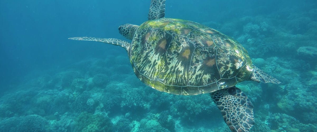 Apo Island is a mere 1 hour boat ride away from Dauin in Negros, Philippines. A popular spot for divers and snorkelers for the abundance if sea turtles in its deep blue 💙
#blue #travel #philippines #diving