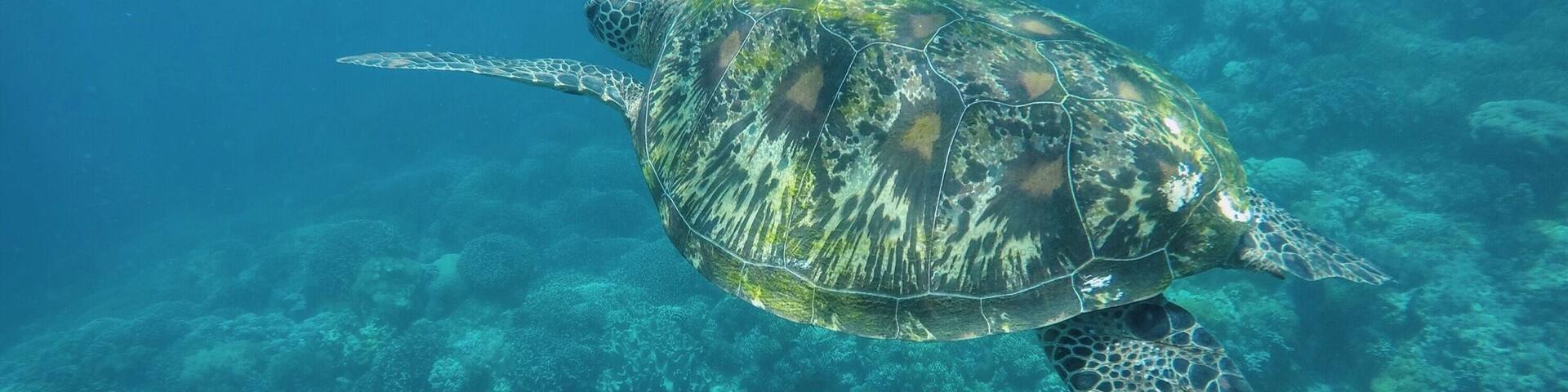 Apo Island is a mere 1 hour boat ride away from Dauin in Negros, Philippines. A popular spot for divers and snorkelers for the abundance if sea turtles in its deep blue 💙
#blue #travel #philippines #diving