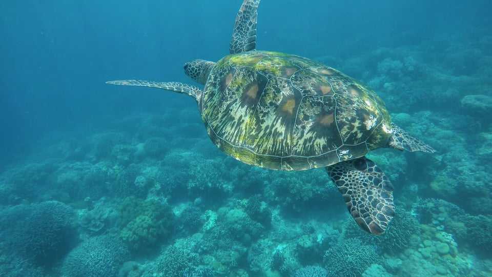 A sea turtle swimming over a coral reef.