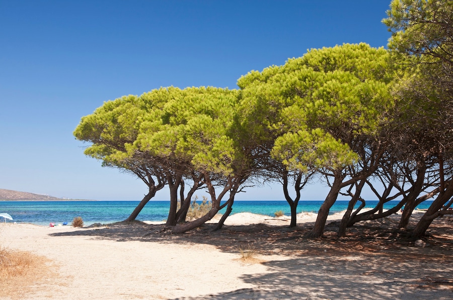 pine forest on the beach Budoni, east coast of Sardinia, Italy, Sant Anna; Shutterstock ID 106019246; purchase_order: SP-1332 HA Batch 2 August 2018; Order: ; client: HomeAway; other: To be paid with