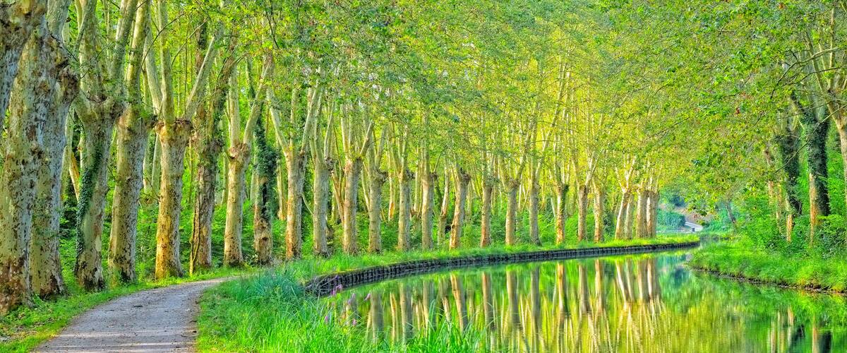 Un sentiero costeggia un canale tranquillo, fiancheggiato da alberi alti.