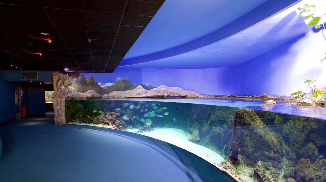 Acuario La Rochelle mostrando vida marina
