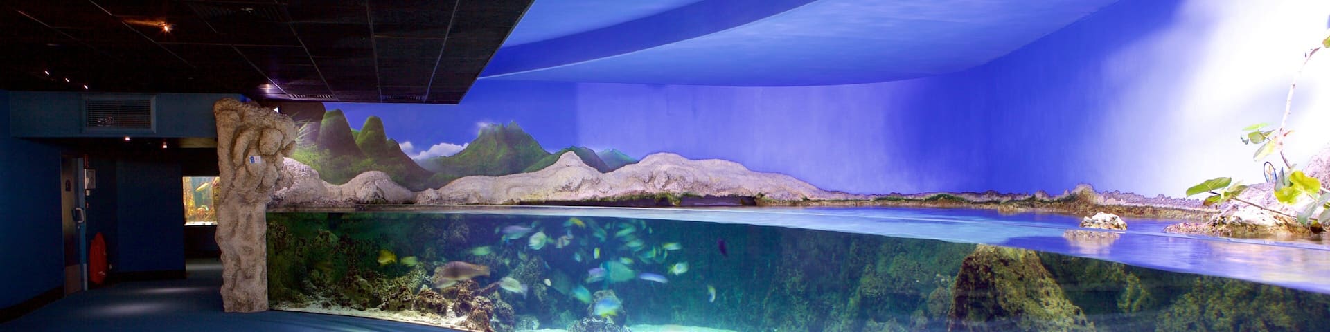 Aquarium La Rochelle mit einem Meeresbewohner