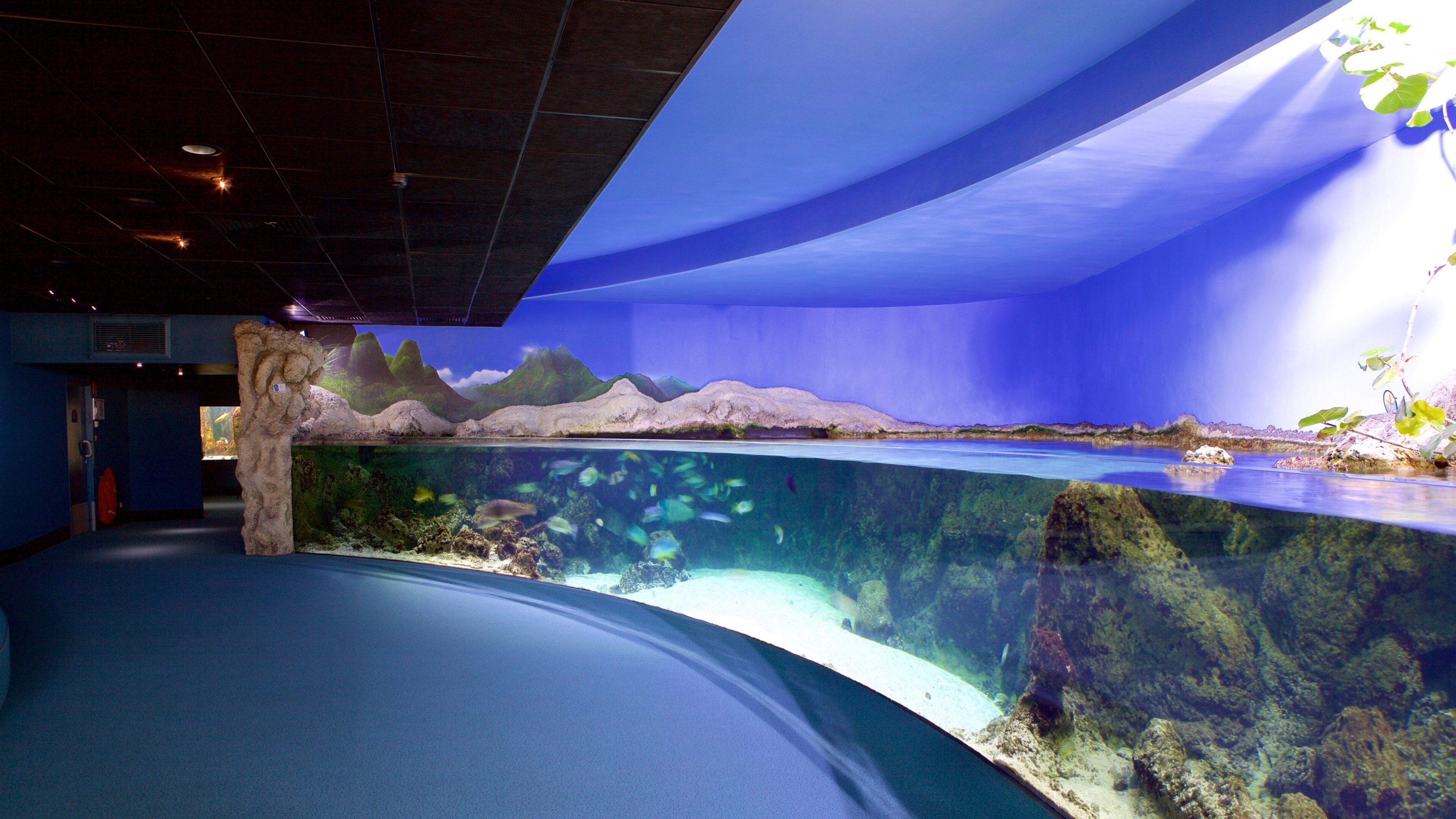 An aquarium with a large tank displaying marine life and a rocky landscape backdrop.