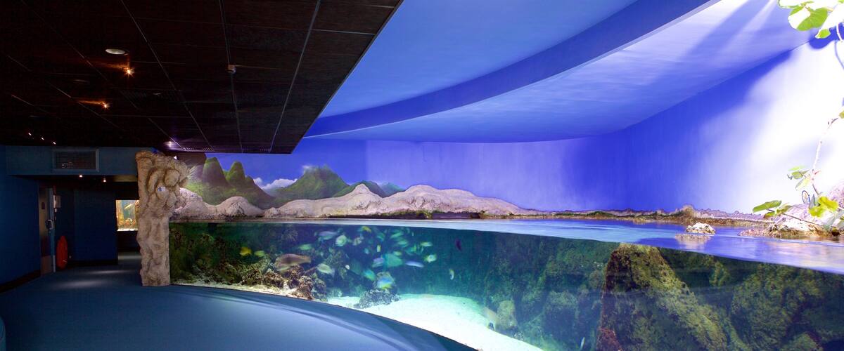 An aquarium with a large tank displaying marine life and a rocky landscape backdrop.