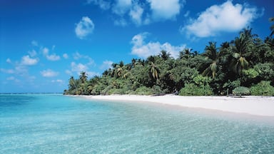 Maldives, Kuredu Island, palm trees on shoreline
