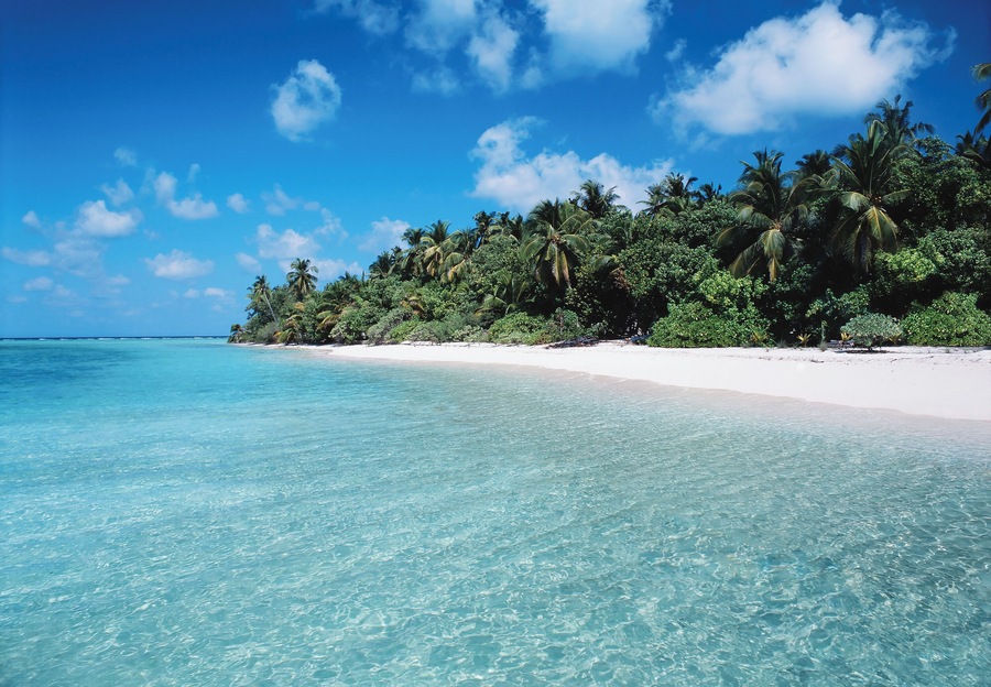 Maldives, Kuredu Island, palm trees on shoreline