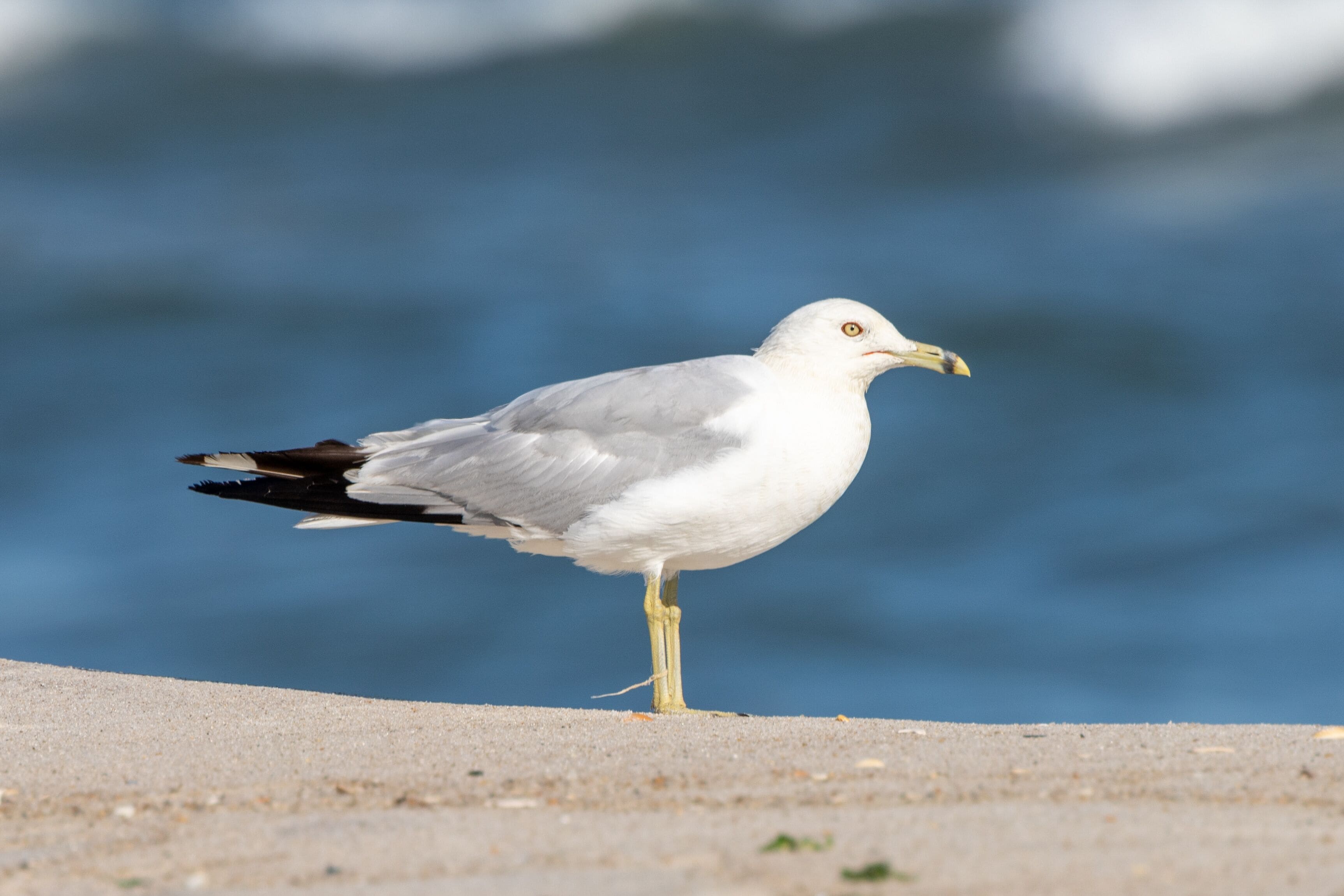 Birds At West Gilgo Beach