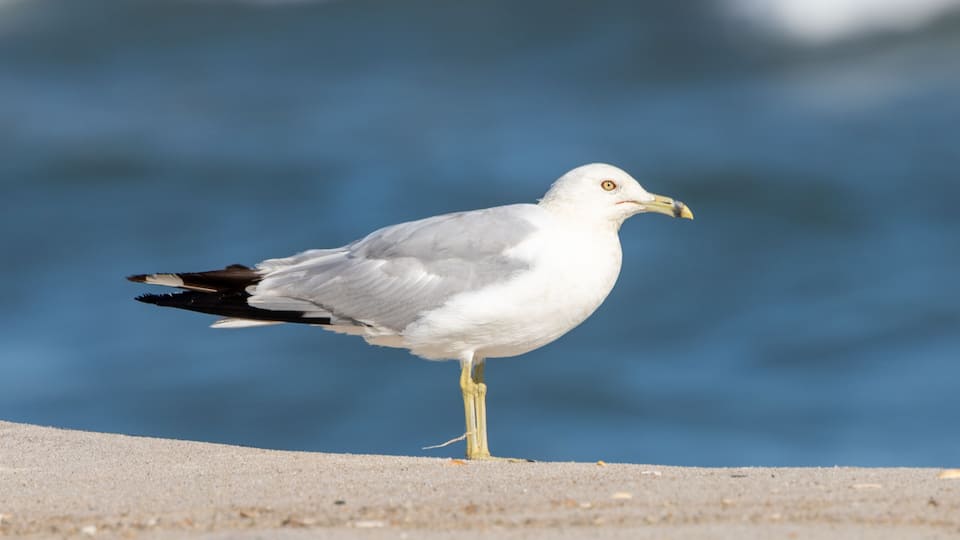 A seagull standing on a concrete surface near a body of water.