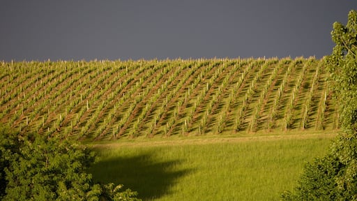 Centre - Loire Valley showing farmland
