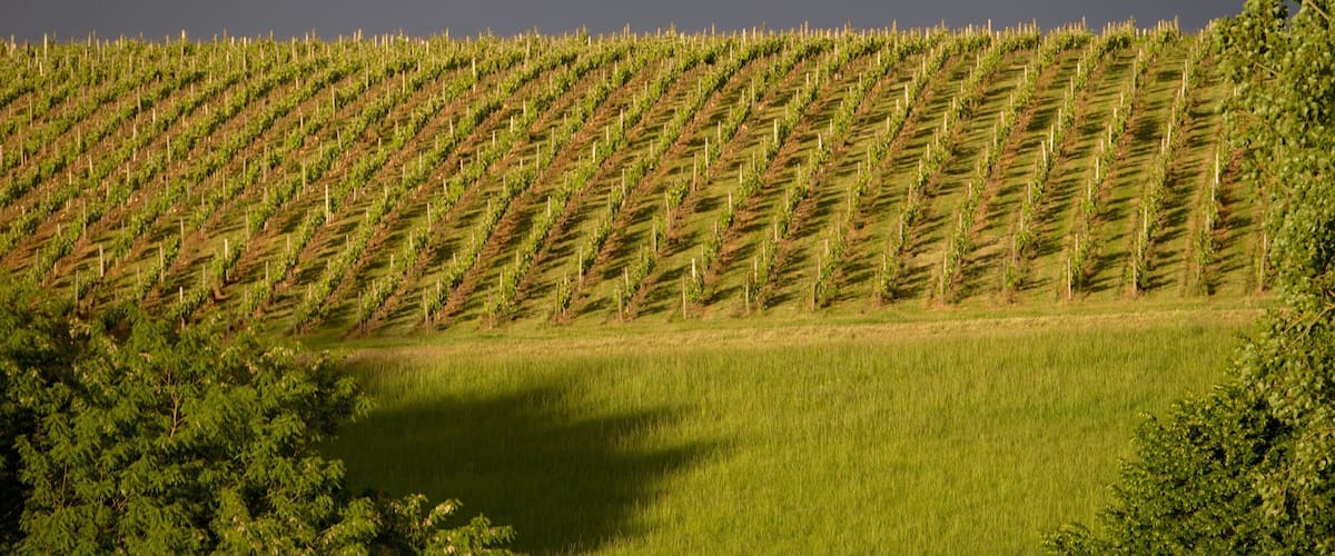 A vineyard with rows of grapevines on a hillside.