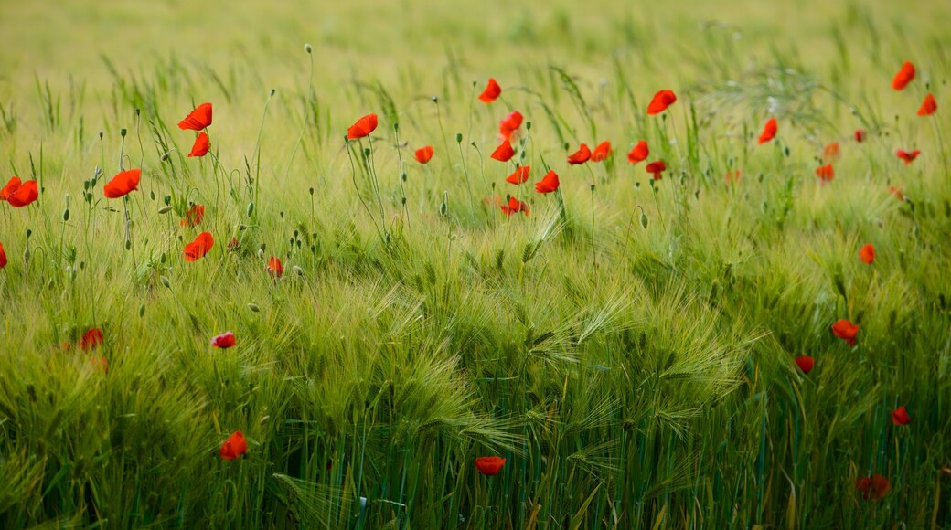 Centre - Val de Loire