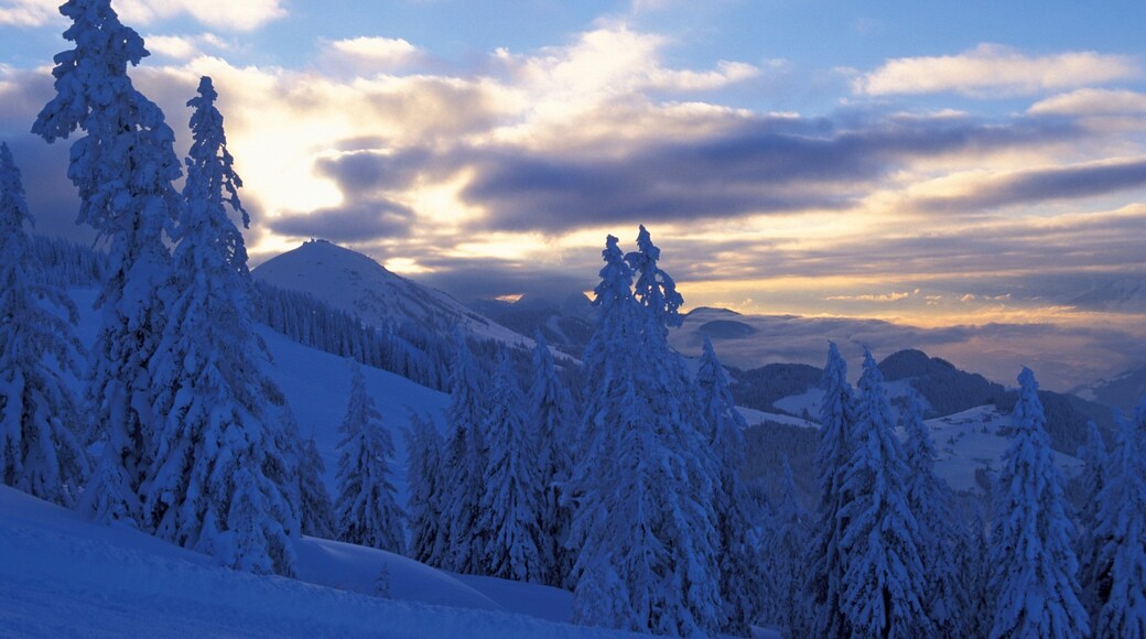 Söll som inkluderer snø og solnedgang