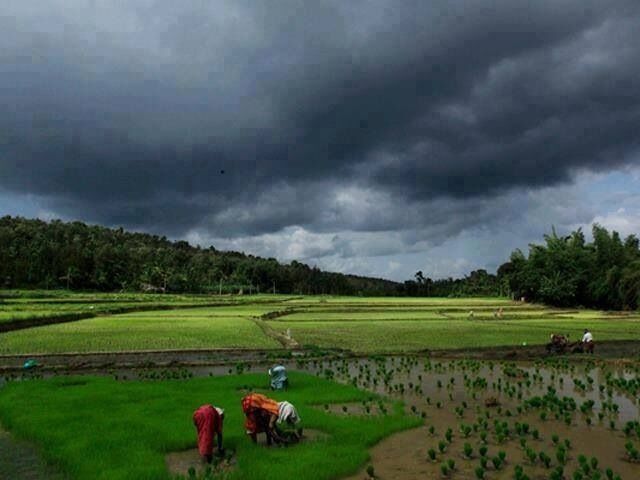 The green paddy fields