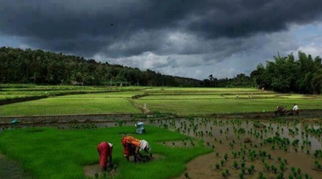 The green paddy fields