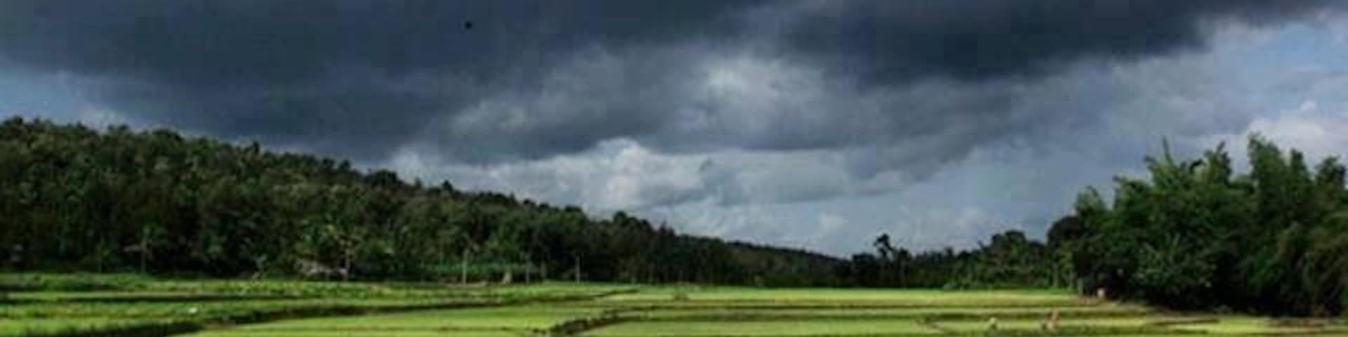 The green paddy fields