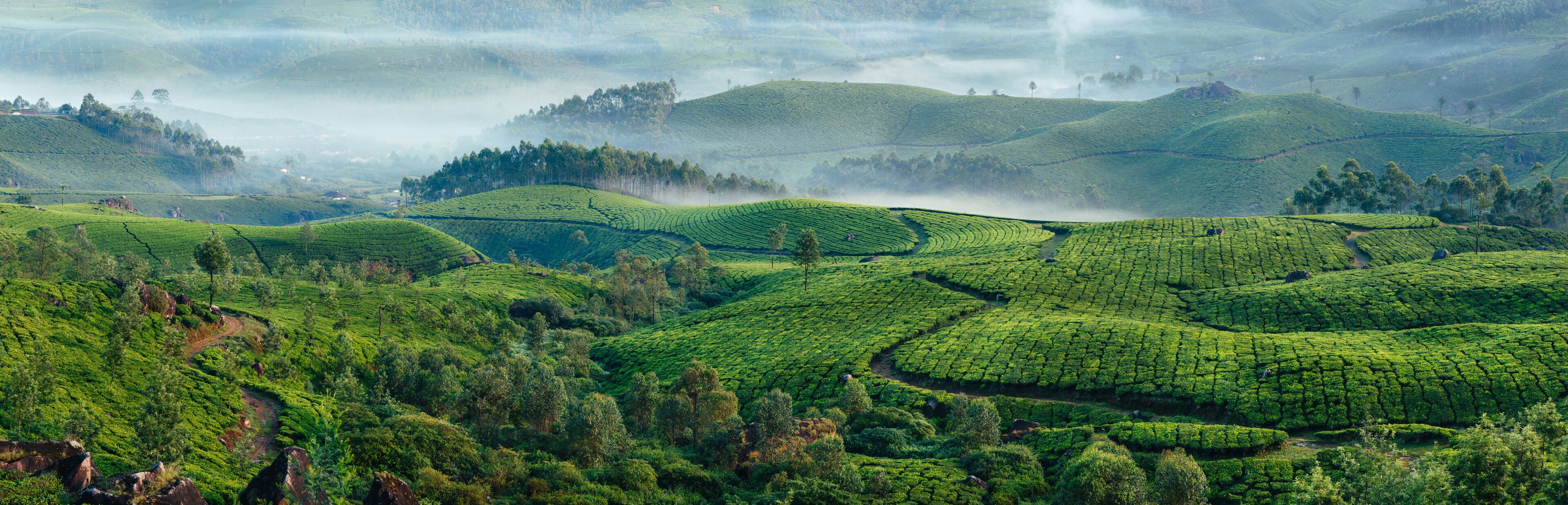 A lush tea plantation with terraced fields and rolling hills.