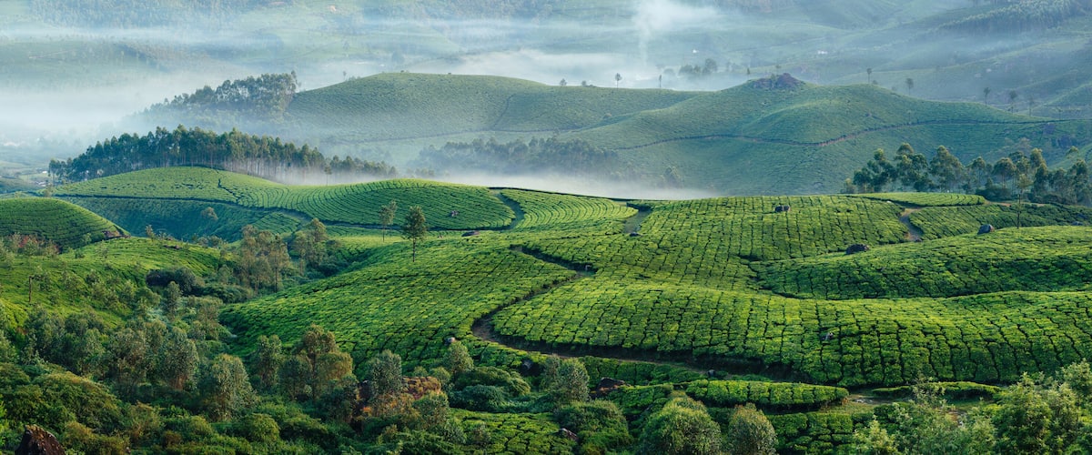 Una exuberante plantación de té con campos en terrazas y colinas ondulantes.