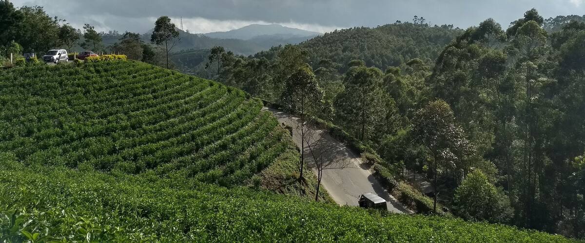 Una exuberante plantación de té con campos en terrazas y un camino sinuoso.