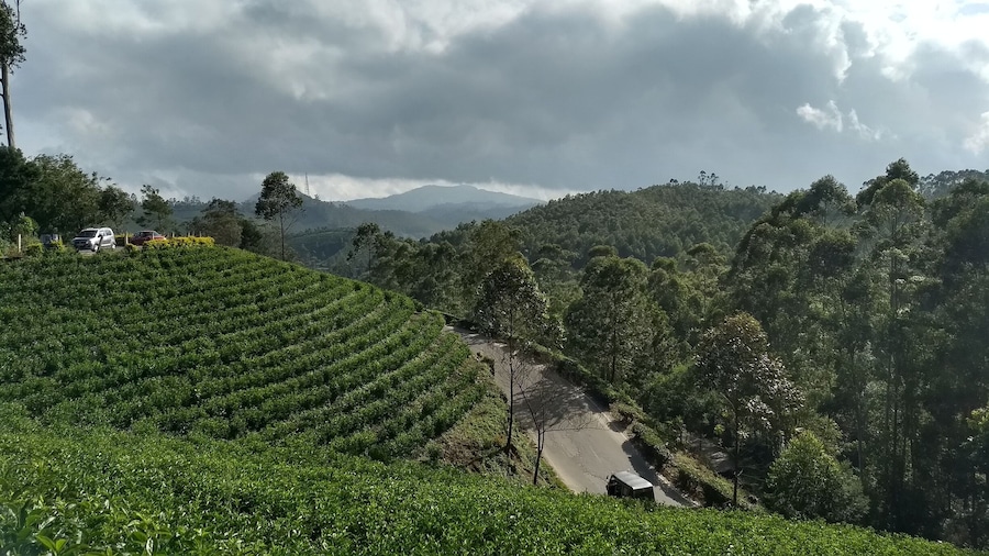 A lush tea plantation with terraced fields and a winding road.
