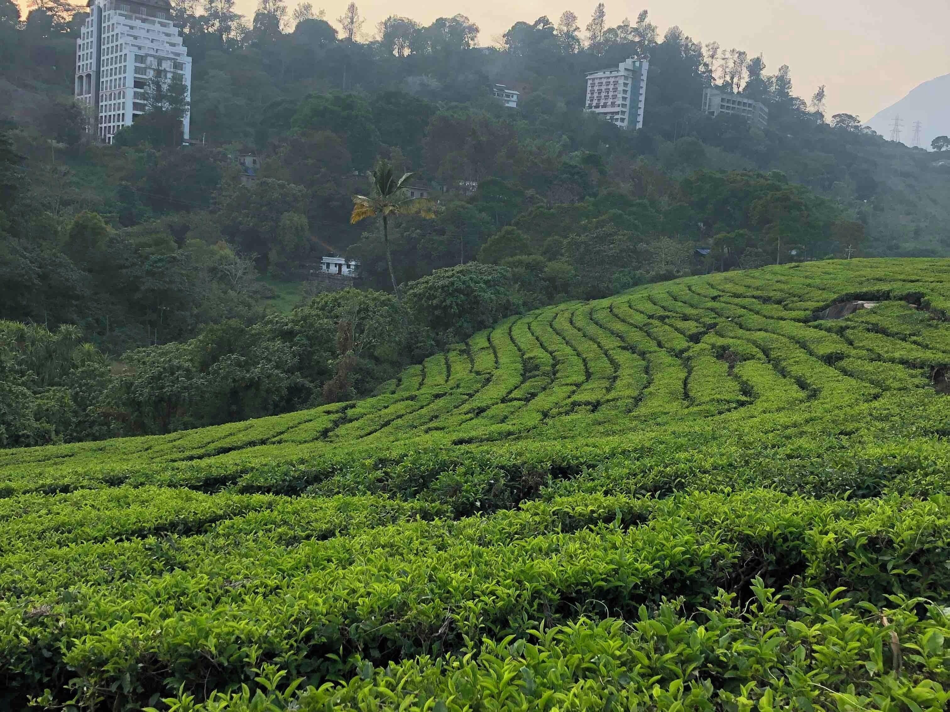 Tea Gardens of Kerala. Lush green !